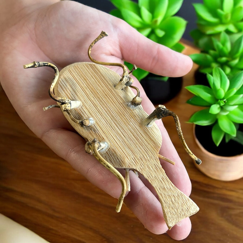 Bamboo Unicorn Beetle