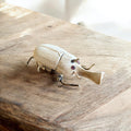 Bamboo Unicorn Beetle