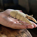 Bamboo Stag Beetle